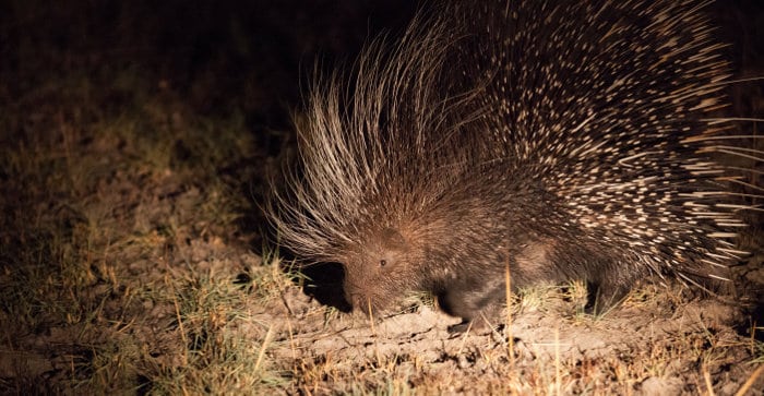 Rare nocturnal porcupine photographed in Hwange, Zimbabwe