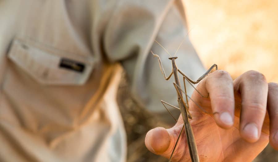Praying mantis on a game ranger's hand
