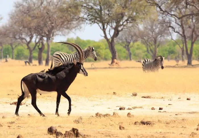 Sable antelope in Hwange National Park, with zebra in the background