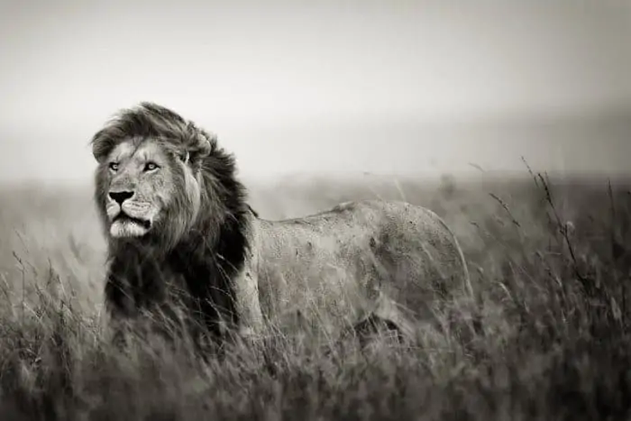 The King of the Savanna - Black and White