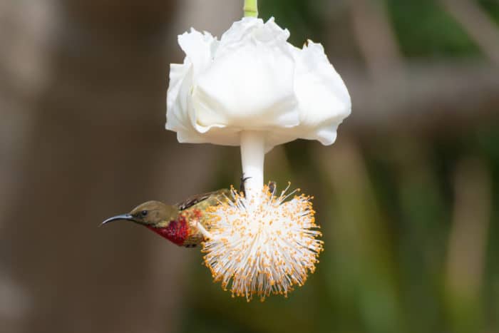 Young scarlet-chested sunbird perched on a baobab flower, West Africa