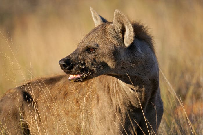 What is the Most Dangerous Animal in Africa? What is the Most Dangerous Animal in Africa?