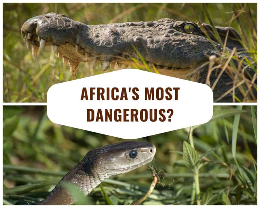 What is the Most Dangerous Animal in Africa? Top 11 of Africa's Deadliest