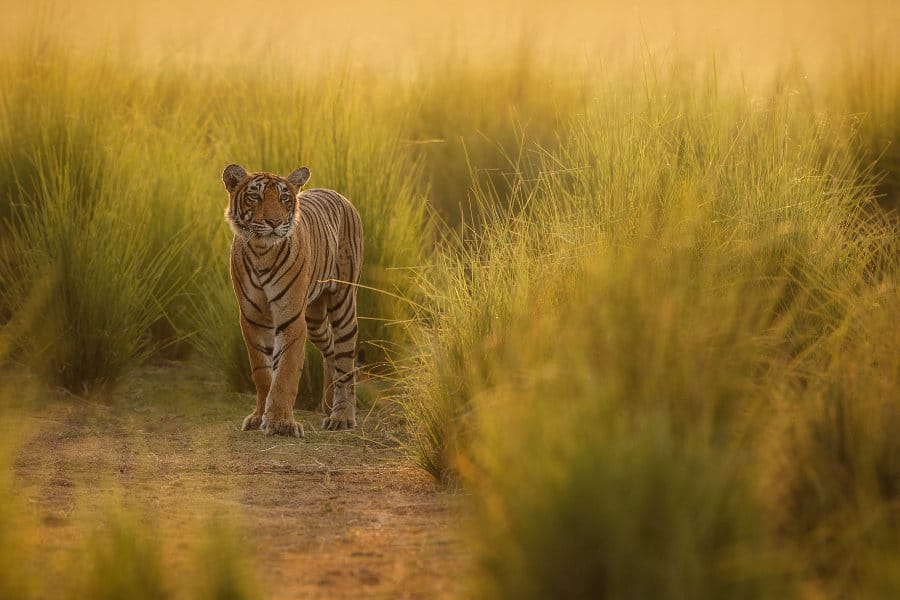 Female Bengal tiger in stunning golden light, Ranthambhore National Park