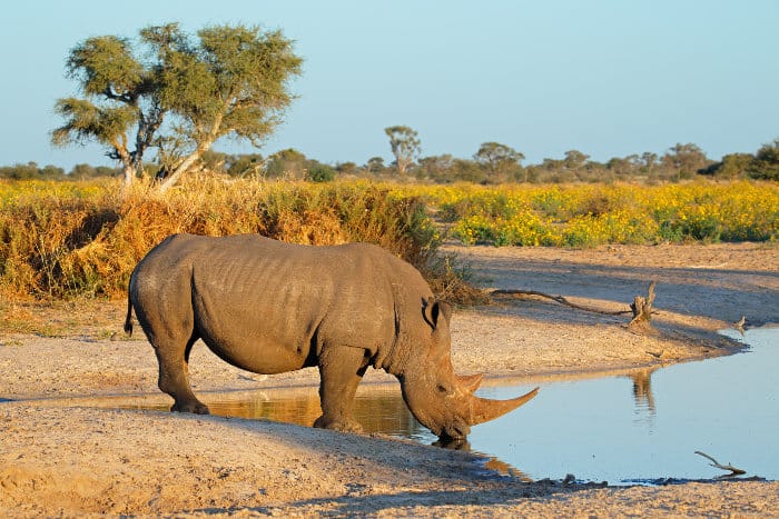White rhinoceros drinking water from a pond, in South Africa