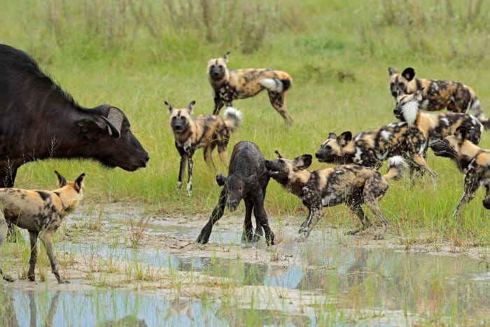 Mother buffalo tries to defend her calf against a pack of hungry wild dogs