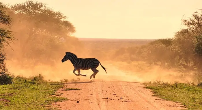 Zebra crossing in cloud of dust