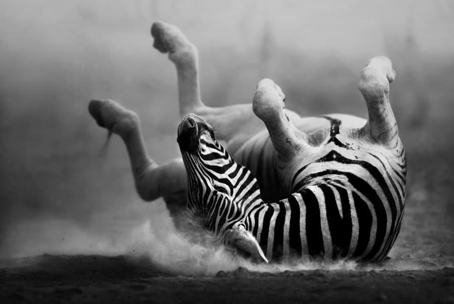 7 incredible black and white animals – Africa’s monochrome wonders