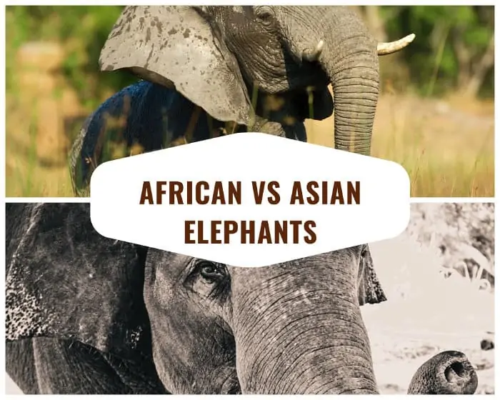 African vs Asian Elephants