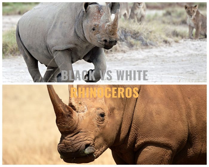 Black rhinoceros vs white rhinoceros