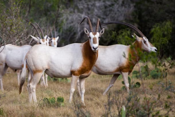 Single horned large african animals