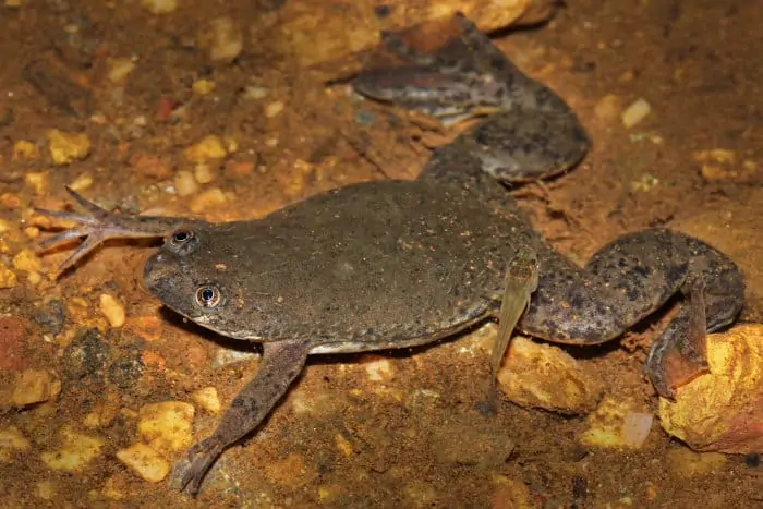 A rare Uganda clawed frog (Xenopus ruwenzoriensis) photographed in its natural environment