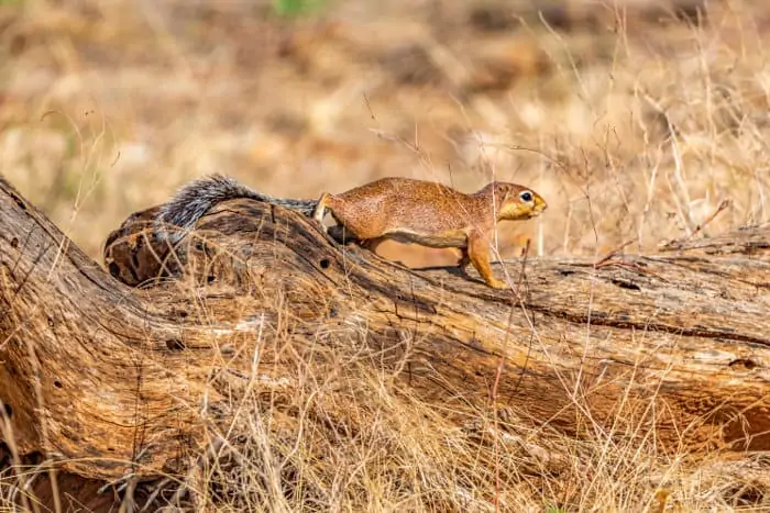 Unstriped ground squirrel moving cautiously along a log, Samburu National Reserve
