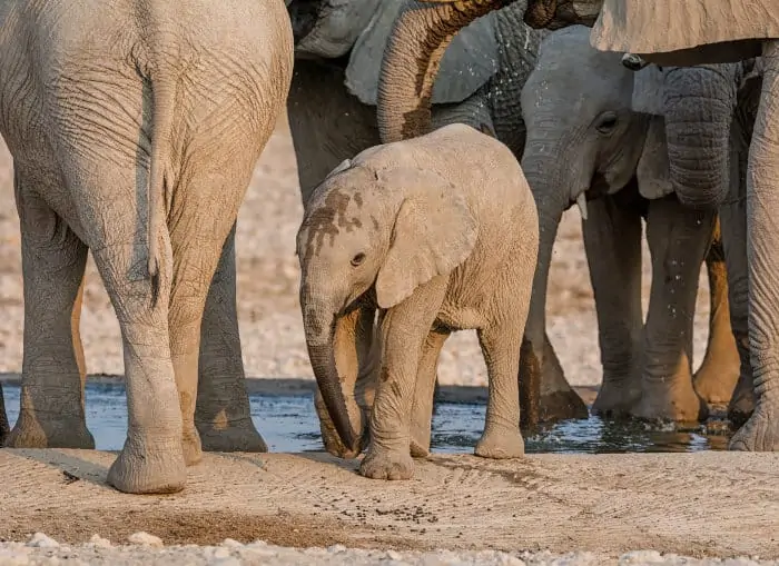 Baby elephant and his family at a waterhole in Namibia