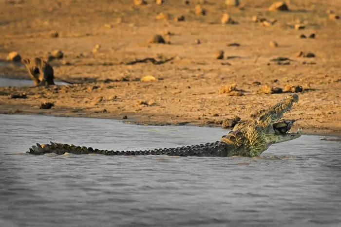 Nile crocodile devouring a small African helmeted turtle (marsh terrapin)