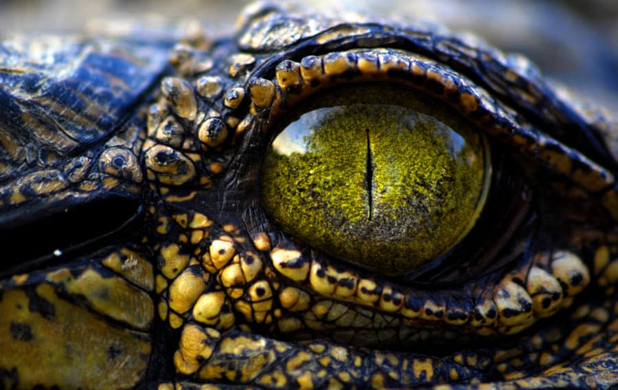 Crocodile eye close-up shot