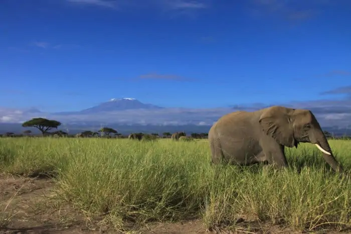 Herd of elephants eating long grass, with Mount Kilimanjaro in the background