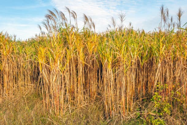 What is Elephant Grass? A World Wonder!