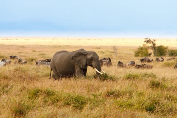 What is Elephant Grass? A World Wonder!