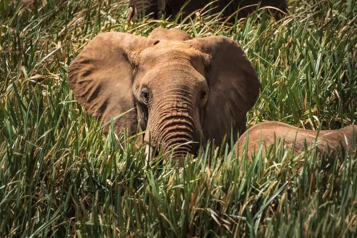Male elephant peering out of 'elephant grass', in Lewa Wildlife Conservancy