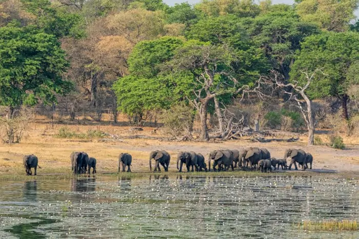 Elephant herd comes down for a drink in Namibia's Caprivi Strip