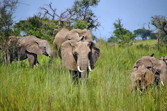 Herd of elephants in long green grass, Murchison