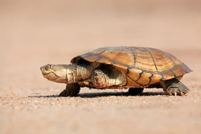 Helmeted terrapin walking on sandy ground, South Africa