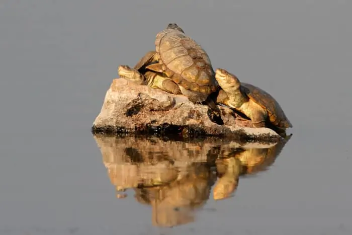 African helmeted turtles sunbathing on a rock