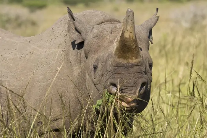 Hook-lipped rhinoceros (black rhino) eating some twigs