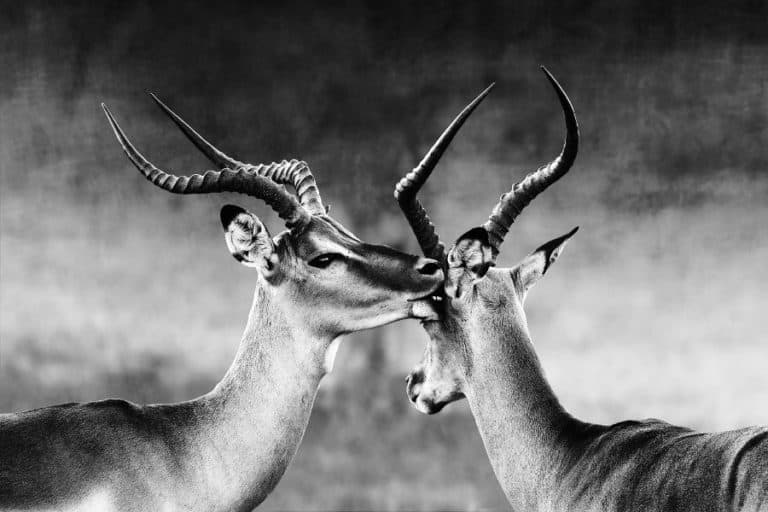 15 African Animals With Horns - Everything You Need to Know