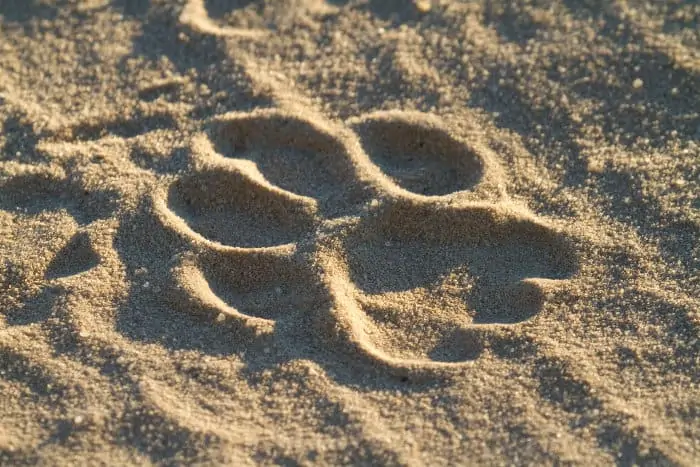 Fresh lion track in the sand