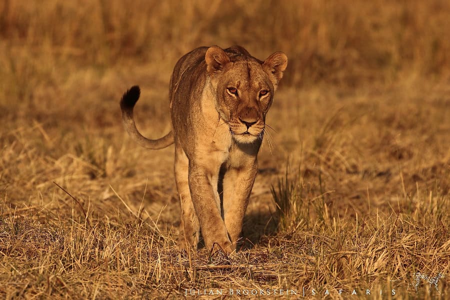 Lone lioness on a safari with Julian Brookstein, Zimbabwe