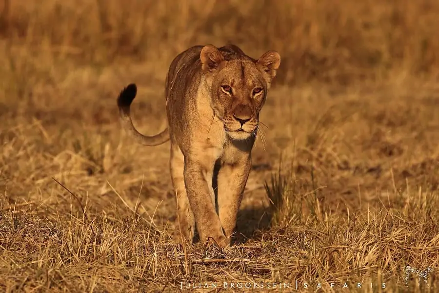 Lone lioness on a safari with Julian Brookstein, Zimbabwe