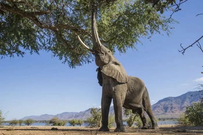Large male elephant feeding from a tree in Mana Pools, Zimbabwe