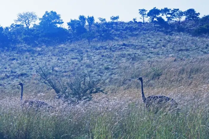 Two female ostriches disappear into the long grass