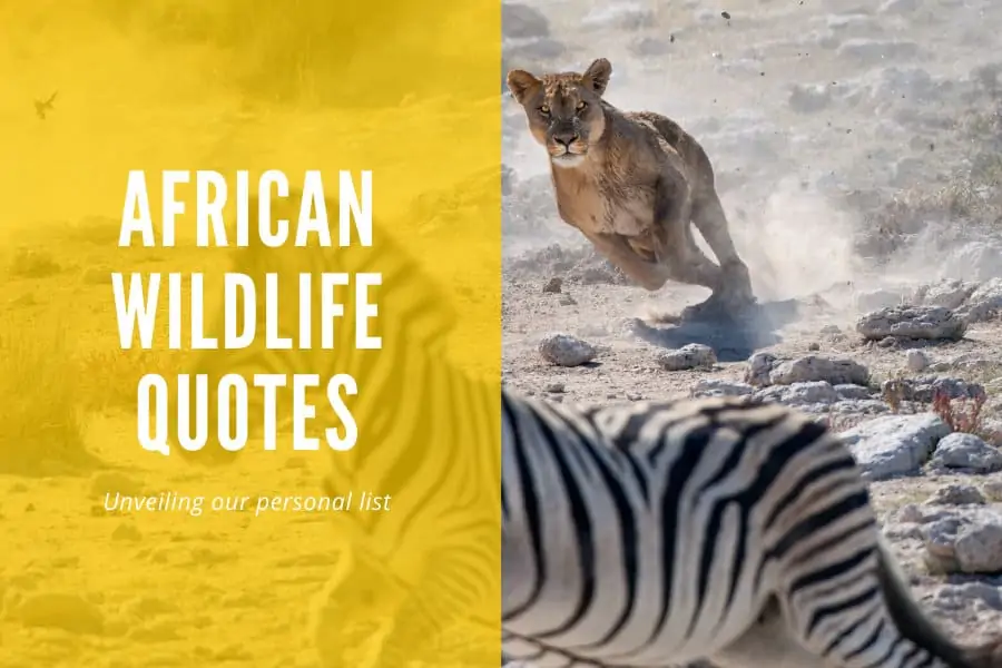 Quotes about African wildlife