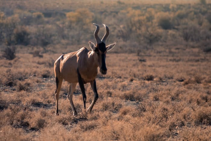 15 African Animals With Horns - Everything You Need to Know