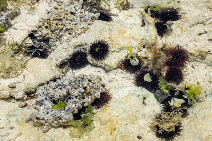 Black sea urchins during low tide, Zanzibar