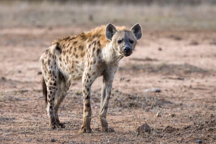 Spotted hyena posing in Kruger National Park, South Africa