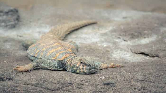 Uromastyx, or spiny-tailed lizard, lying in the sun