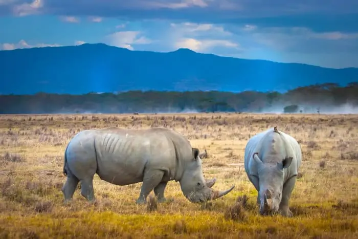 White rhinos grazing in Lake Nakuru National Park
