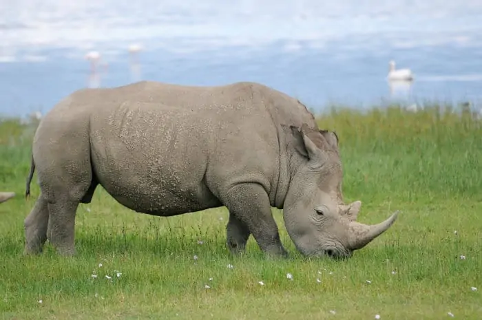 White rhinoceros grazing beside Lake Nakuru, Kenya