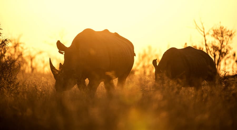 White rhinos at sunset