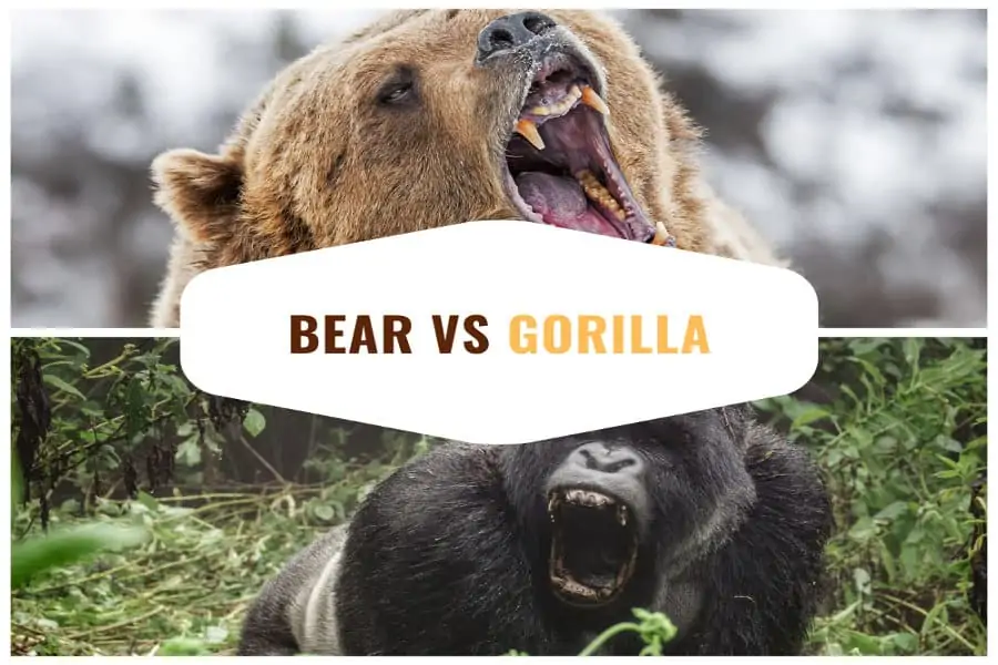 Bear vs gorilla fight - who would win