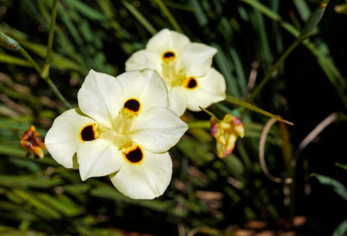 The yellow African iris, also known as the fortnight lily
