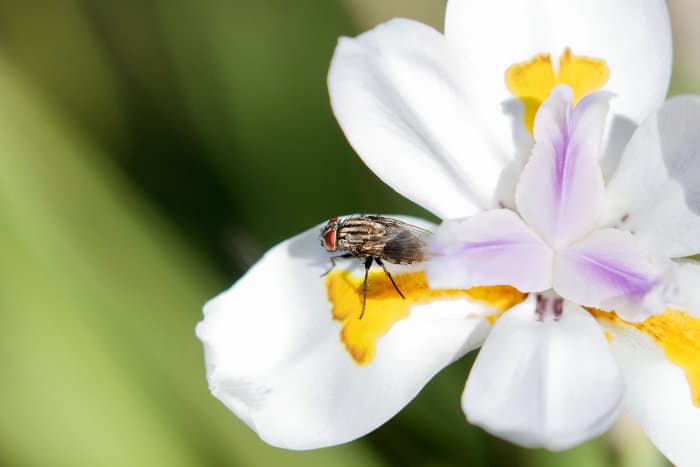 Fly resting on an African iris petal
