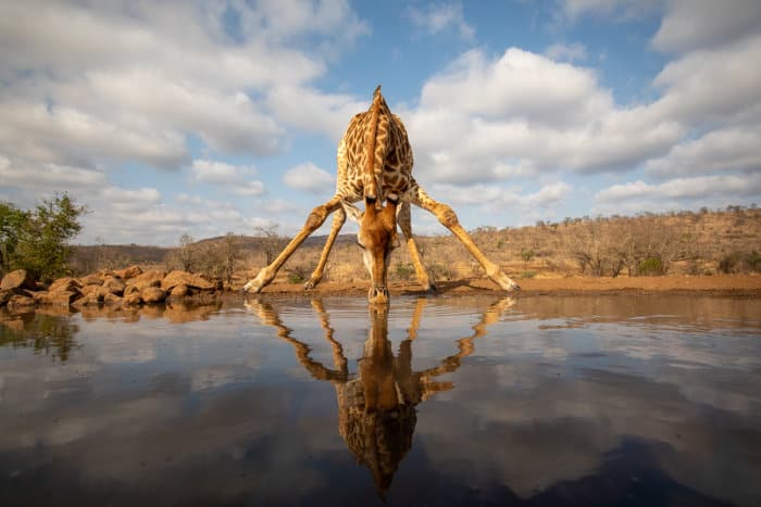 Giraffe bending over to drink from a waterhole
