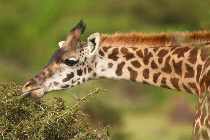 Giraffe eating acacia leaves, Crescent Island, Naivasha