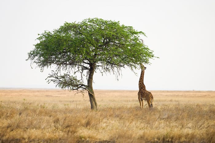 giraffe eating tree