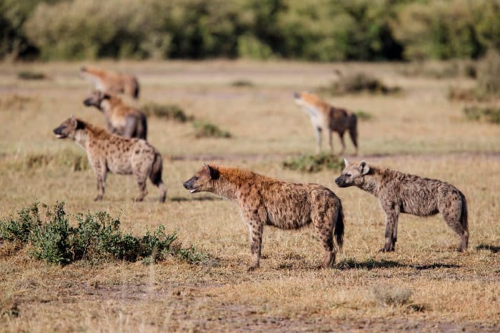 Spotted hyena planning their next move to take over a carcass from lions